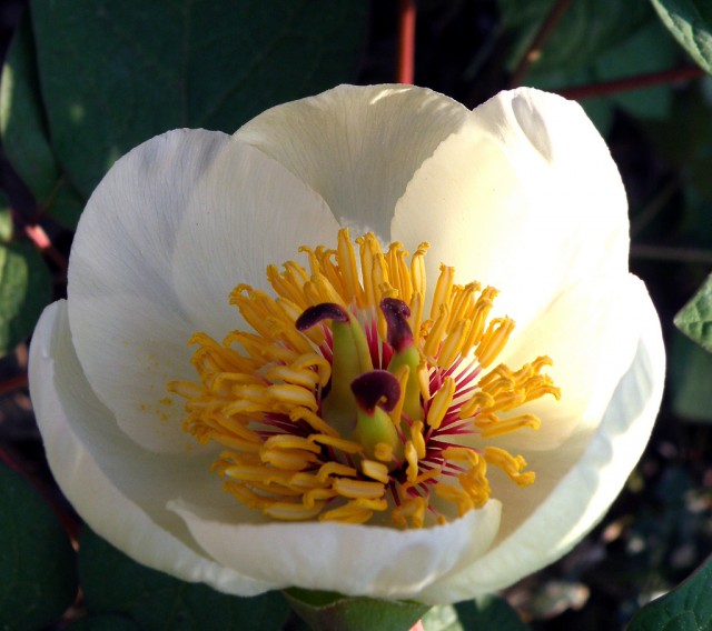 Peonia japonica.jpg