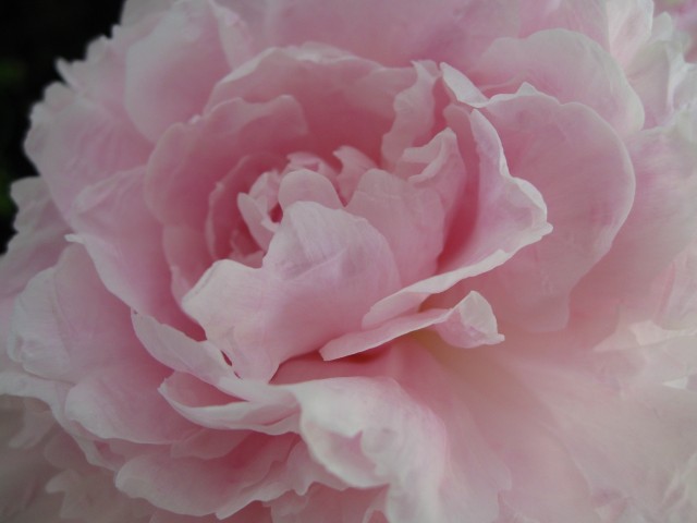 pink peony.jpg