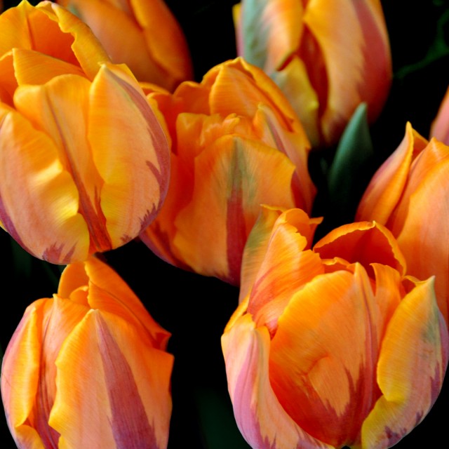 golden Holland tulips.jpg
