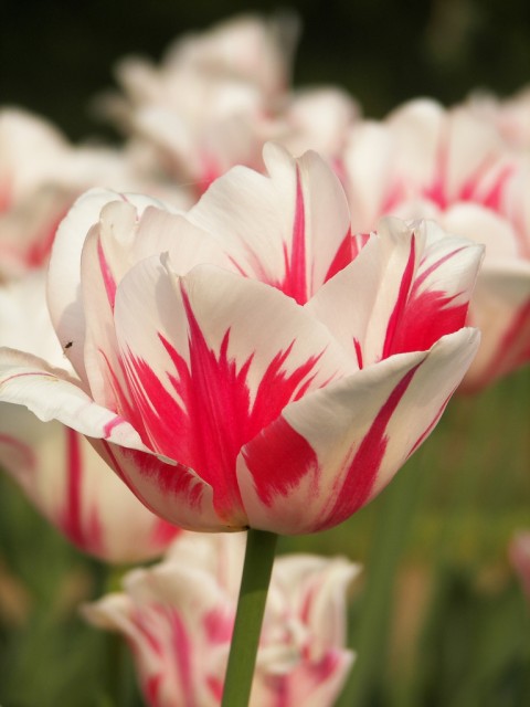 Red and white tulip.jpg