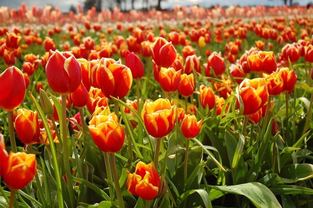 Sunset tulips.jpg