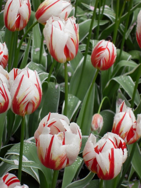 tulip1.jpg