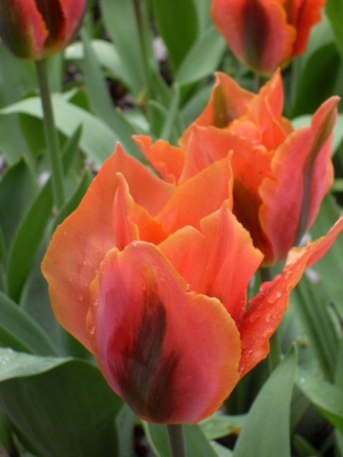 tulip2.jpg