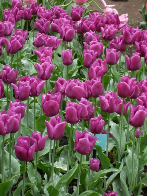 tulip4.jpg