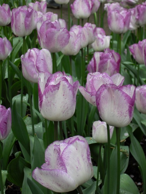 tulip5.jpg