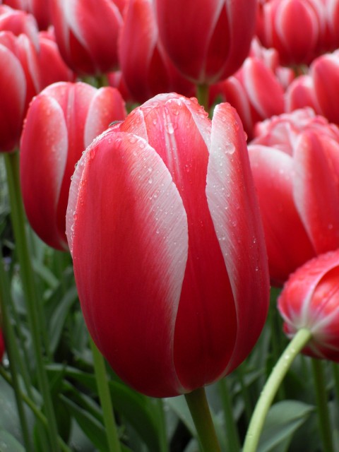 tulip8.jpg