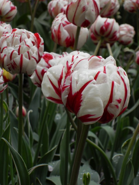 tulip10.jpg