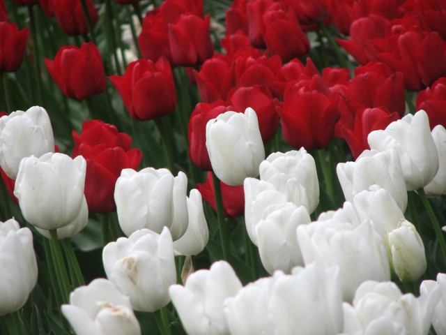 tulip23.jpg