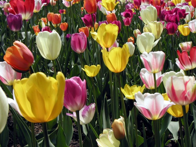 tulip bed.jpg
