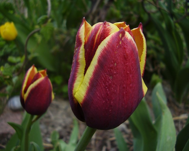 Tulipa 'Gavota'.jpg
