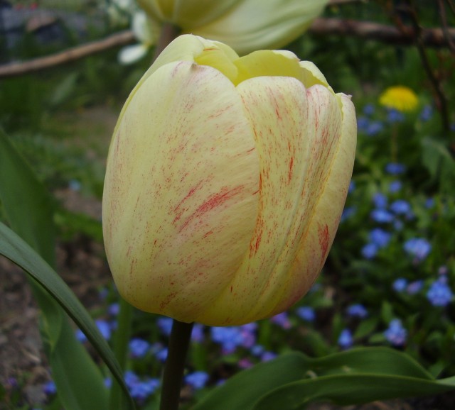 Tulipa gesneriana, Single-group.jpg