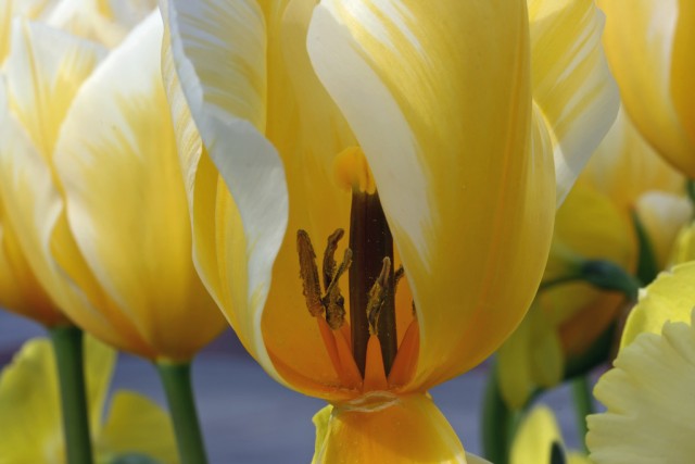 Yellow Tulip.jpg