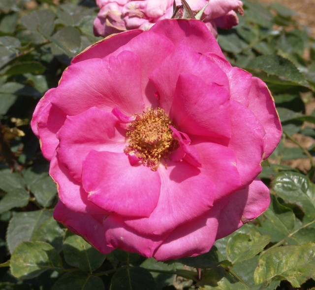 Hybrid Tea Rose 'Electron'.jpg