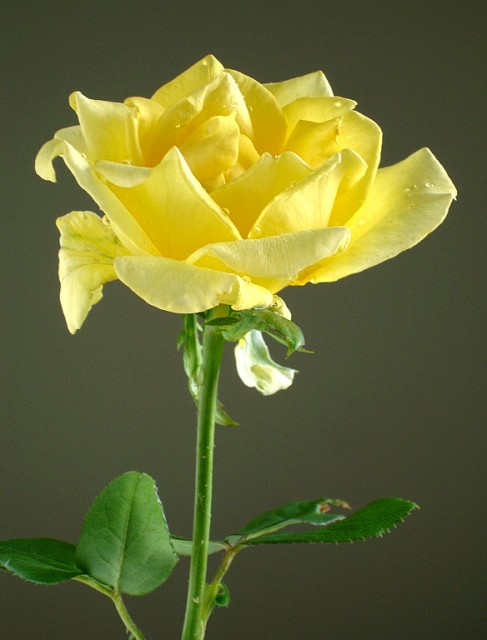 yellow rose.jpg