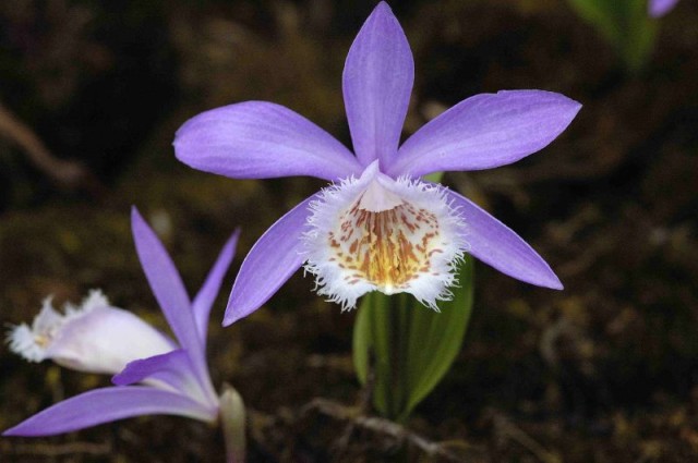 Pleione bulbocodioides  紫花斑唇.jpg