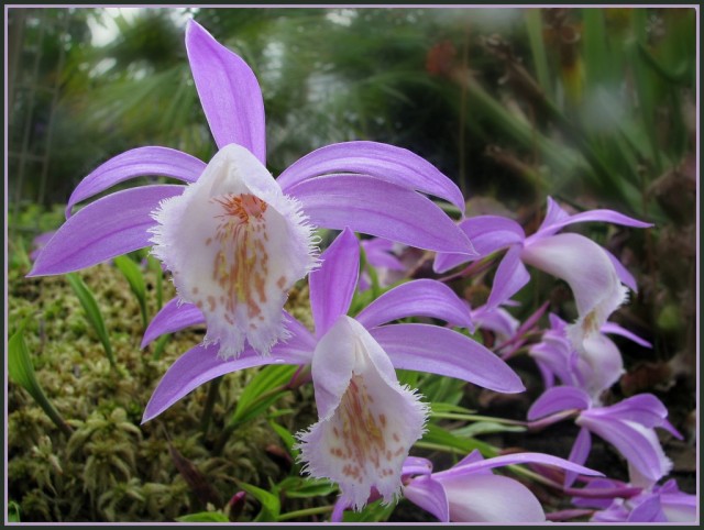 Pleione formosana3.jpg