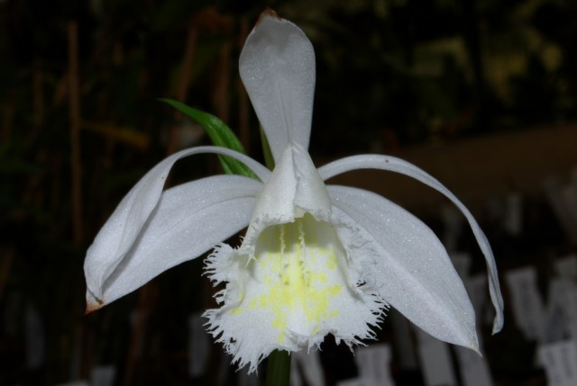 Pleione formosana 'alba'2.jpg