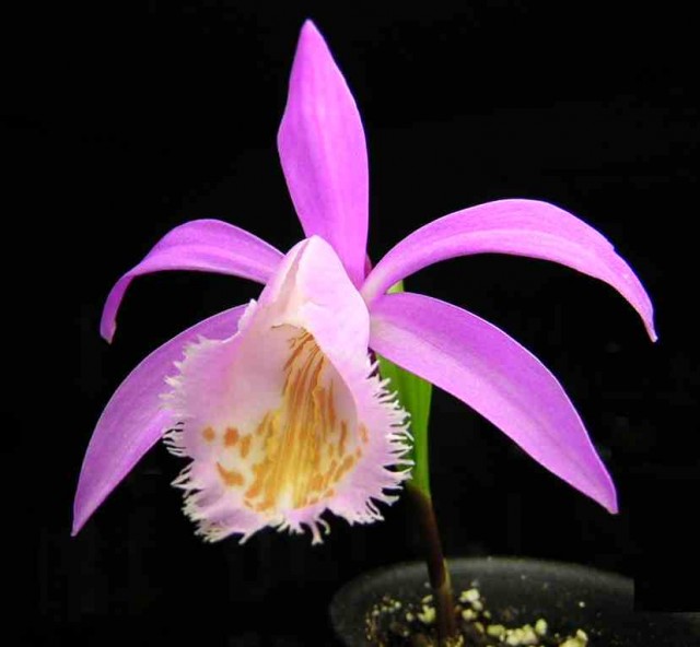 Pleione~formosana2.jpg