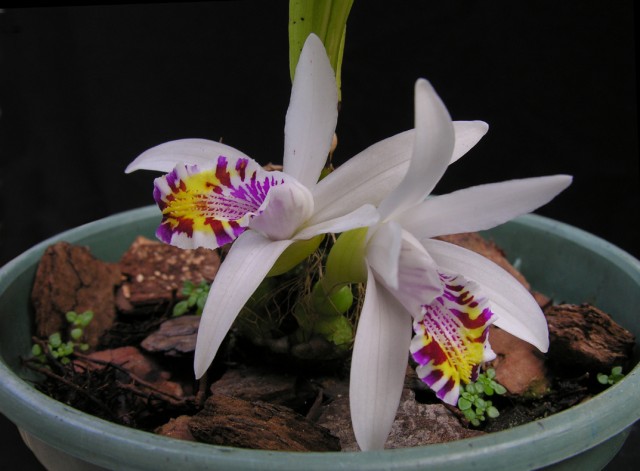 Pleione maculata.jpg