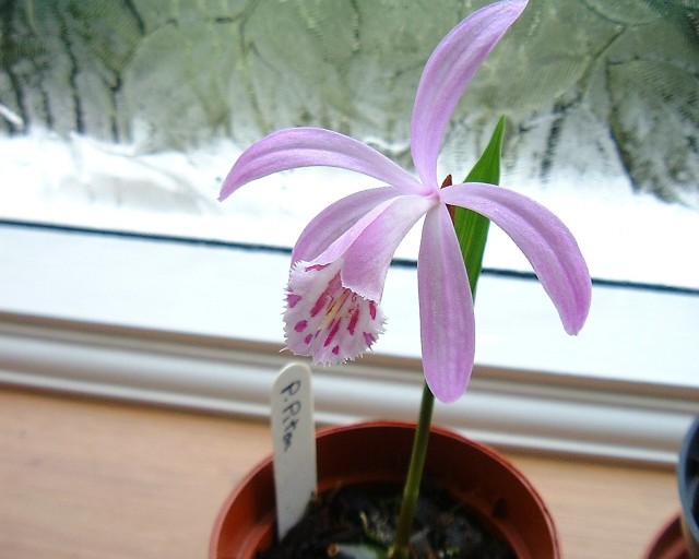 Pleione Piton.jpg