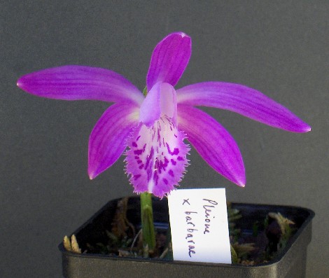 Pleione x barbarae.jpg