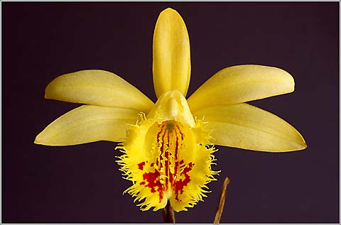 Pleione x confusa.jpg