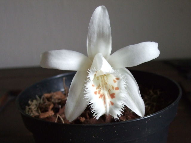 pleione_grandiflora.jpg