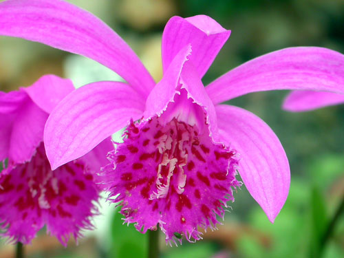 pleione-limprichtii.jpg