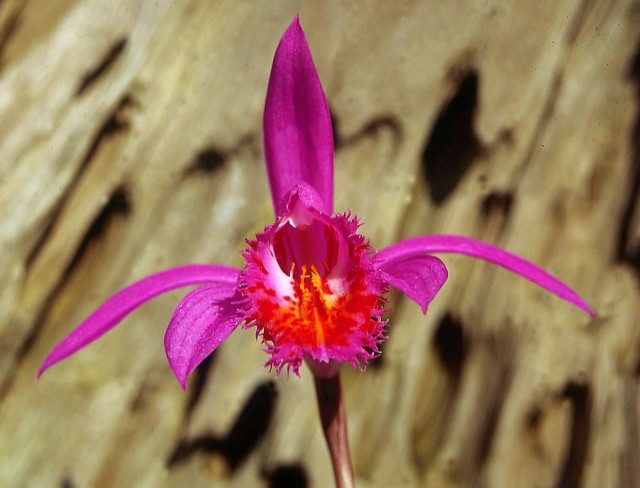 Pleione-Stromboli.jpg