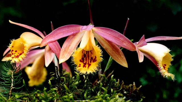 Pleione-Zeus-Weinstein.jpg