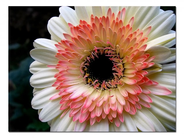 gerbera1.jpg