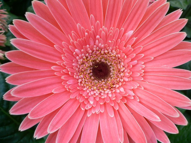 Gerbera Jamegonii.jpg