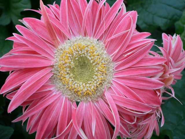 Gerbera Jamegonii2.jpg