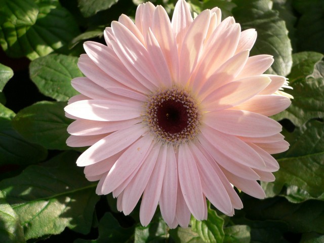 Gerbera Jamegonii4.jpg