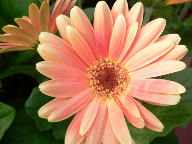 Gerbera Jamegonii6.jpg