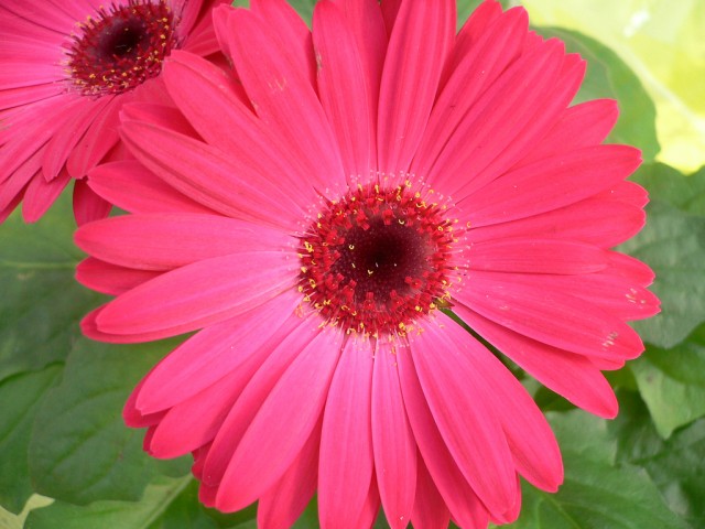 Gerbera Jamegonii8.jpg