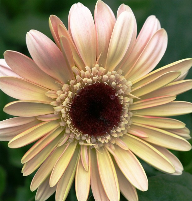 Gerbera Jamegonii10.jpg