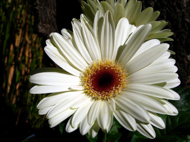 Gerbera jamesonii11.jpg