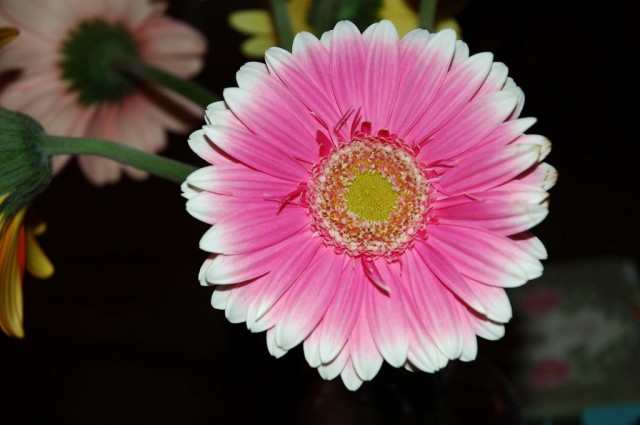 Gerbera jamesonii13.jpg