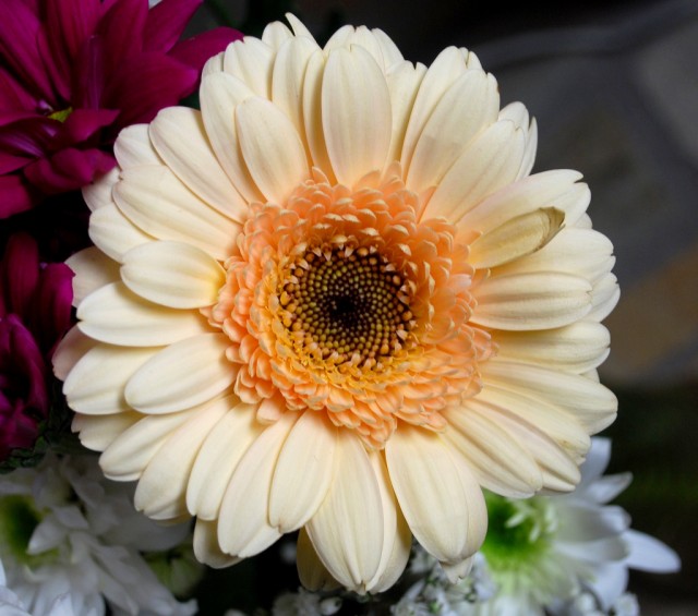 Gerbera jamesonii14.jpg