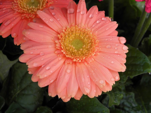 Gerbera jamesonii15.jpg