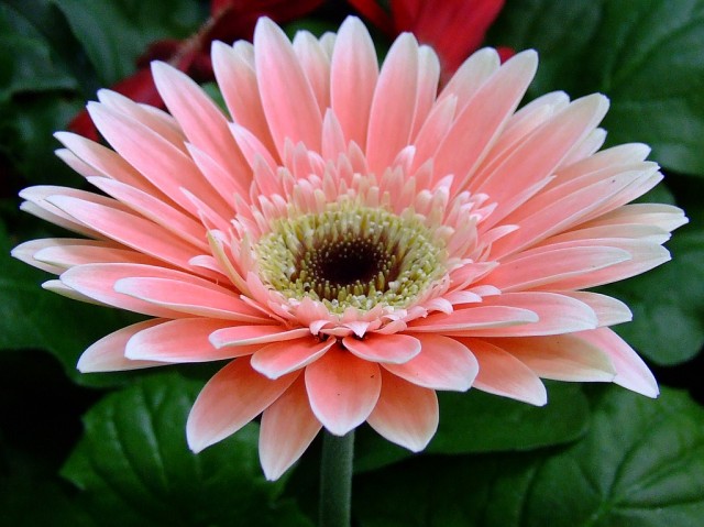 Glorious Gerbera.jpg