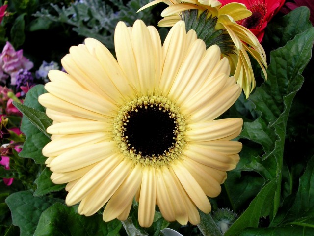 Light Yellow Gebera Daisy.jpg