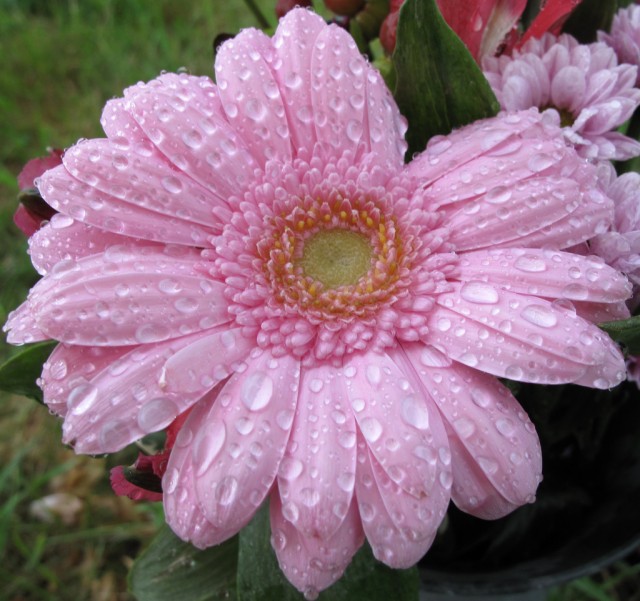 Pink gerbera.jpg