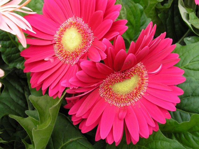 Red Gebera Daisies.jpg