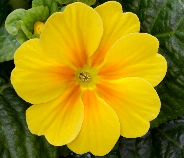 Autumn Primrose.jpg