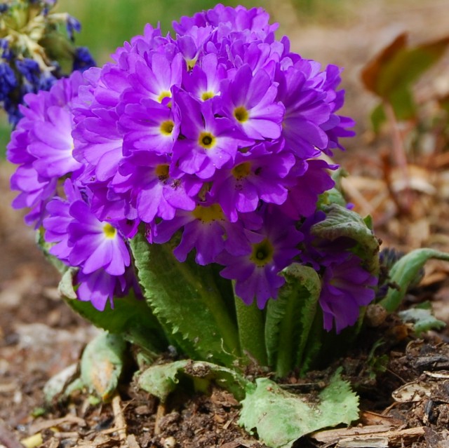 Early Purple Primrose.jpg