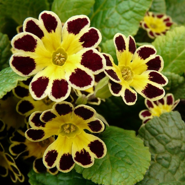 Gold-laced Primrose.jpg