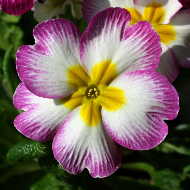 Magenta white Primrose.jpg