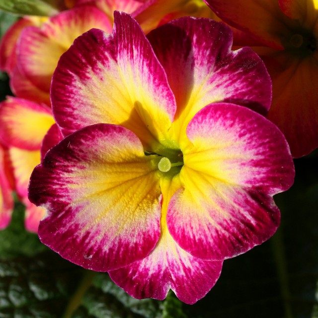 Magenta yellow Primrose.jpg